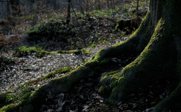 102 - Klik-Klak Zaventem - Paul Buelens - Natuur